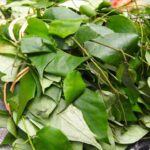 Uziza Leaf - Iyere